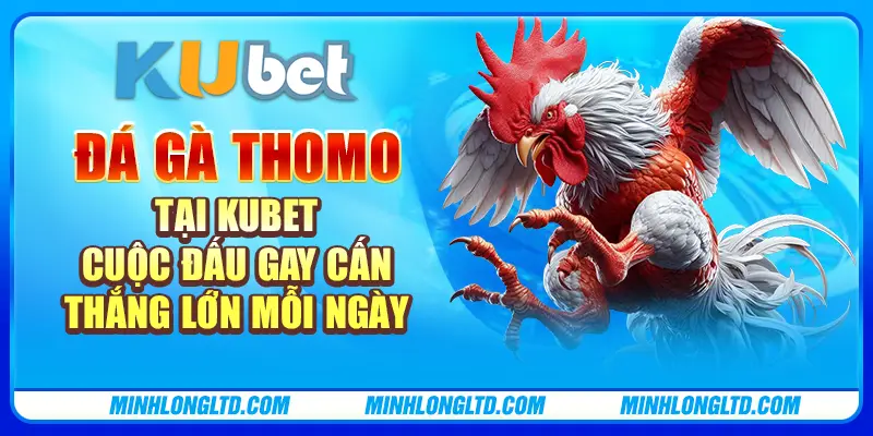 Đá gà Thomo tại Kubet: Cuộc đấu gay cấn, thắng lớn mỗi ngày