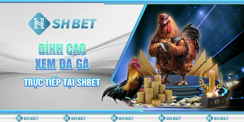 Đỉnh Cao Xem Đá Gà Trực Tiếp Tại SHBET